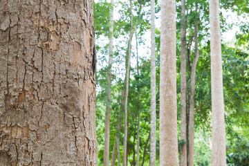 tree in the forest with blurred background
