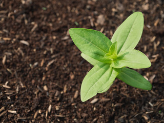 The seedlings will grow into a big tree in the future