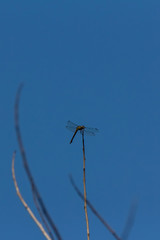 Fototapeta na wymiar dragonfly perched on the branch