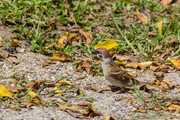 common House sparrow in nature