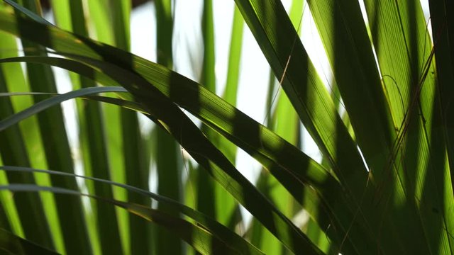 Palm fronds waving in the wind.