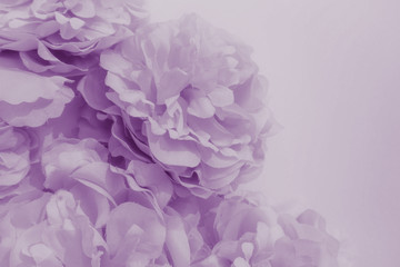 Fototapeta premium Beautiful abstract color purple and blue flowers on white background and light purple flower frame and purple leaves texture, purple background, light purple banner happy valentine