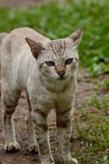 Naklejka na ściany i meble Blue-eyed gray cat with blurry background