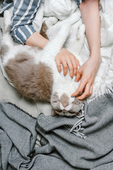 British breed cat being pet by a woman on a bed, selective focus