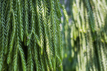 Tassel Fern or Huperzia squarrosa leaves for background
