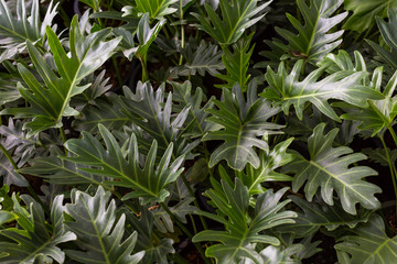 Fototapeta premium Closeup view of green leaf
