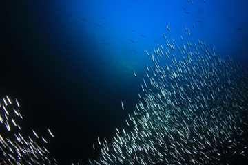 Fototapeta na wymiar Anchovy fish