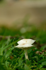 White mushroom grow in grass