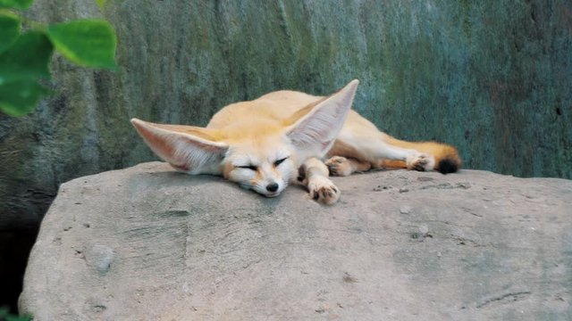 Adorable Fennec fox sleeping on big stone at the zoo. Beautiful furry captive animal. Vulpes Fennecus zerda.