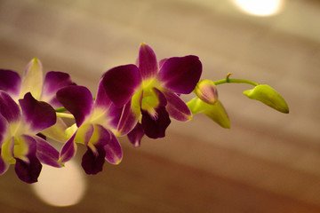 A blooming purple orchid wit blurry background