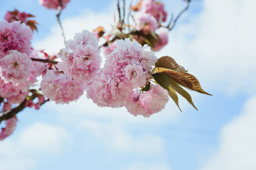 branch of blossom pink cherry or sakura in garden, horizontal outdoors stock photo image with copy space