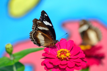 Hypolimnas bolina butterfly perch on red flower 