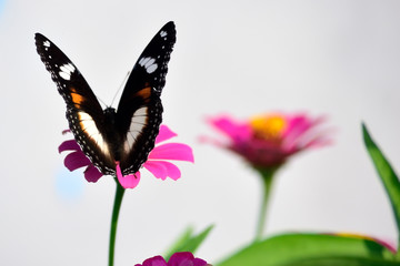 Hypolimnas bolina butterfly perch on red flower 