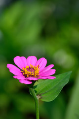 Pink Zinnia Elegans L with blurry  background