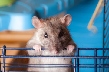 brown curious domestic rat closeup