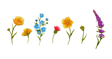summer buttercups yellow, blue forget-me-nots, pink wildflowers, watercolor, set, border