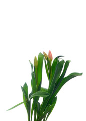 flowers pink tulips on the white background