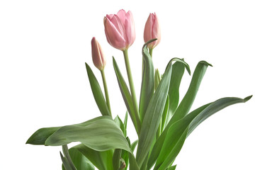 pink tulips isolated on white background