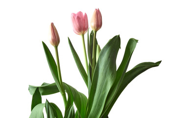 pink tulips isolated on white background
