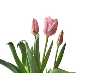 pink tulips isolated on white background