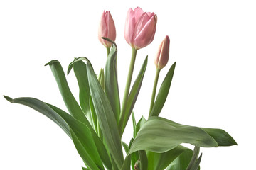 pink tulips isolated on white background