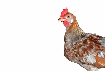 Close up Young Chicken Isolated on White Background with Clipping Path