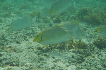 Tropical fish swims in the water of the Pacific Ocean near the Fiji Islands