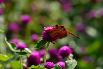 Dragonfly perched on purple flower