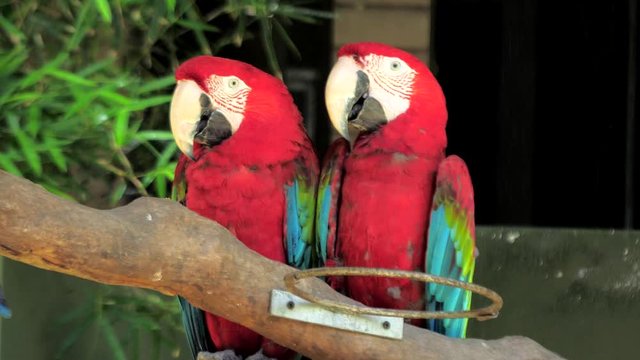 A pair of red and blue macaw parrots, sitting on tree trunk in zoo park