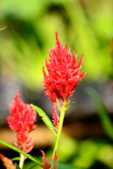 Red Celosia argentea L with blurry background
