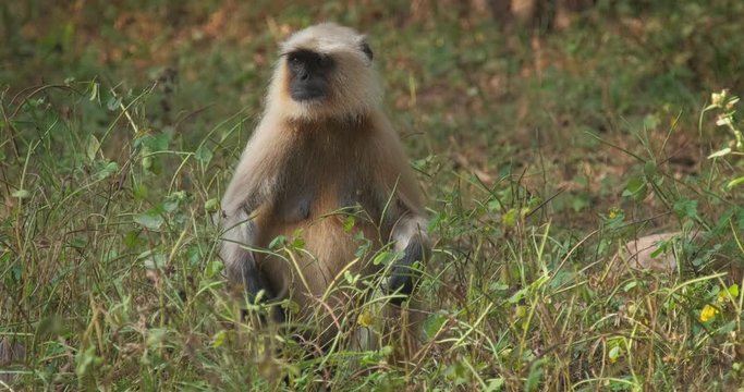 Indian common Gray langur or Hanuman langur monkey eating in Ranthambore national park, Rajasthan, India
