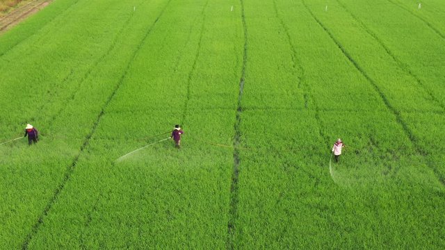 farmer spraying insecticide in rice paddy field