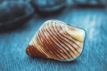 chocolates in the shape of seashells.