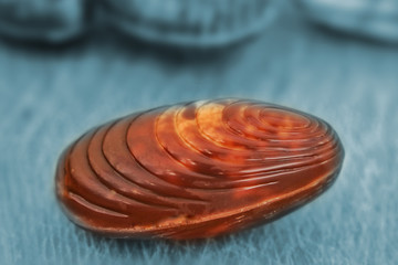 chocolates in the shape of seashells.