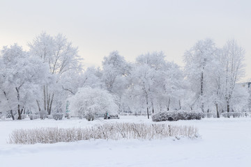 Beautiful winter landscape - trees and bushes covered with snow in an empty winter park