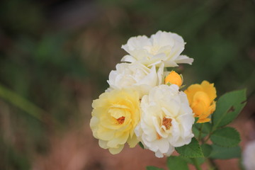 Color rose for background or Valentine's day concept.