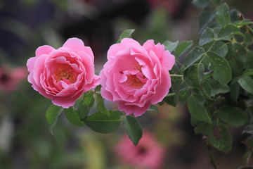 Color rose for background or Valentine's day concept.