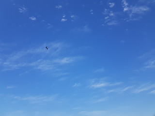 bird in the skype