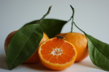bee and tangerine. a bee crawling on a ripe and juicy tangerine (mandarin)