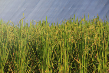 Rice fields are blooming in Thailand
