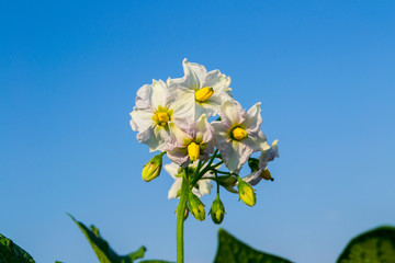 Potato flowers, Fresh organic potato fields in thailand.