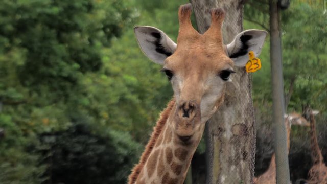 Portrait of giraffe in the zoo
