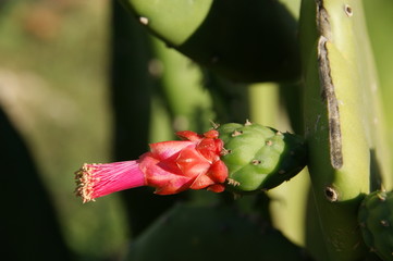 cactus flower. red flower on green cactus