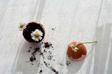 Little daisy flower in eggshells on a wooden background/ Spring home rustic decoration/ Conceptual image of spring awakenings and new beginnings