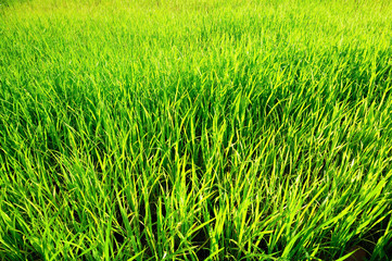 Paddy fields began to complete after planting.