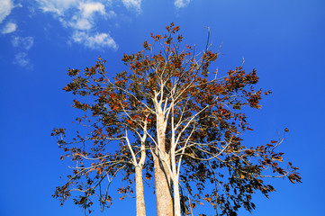 The scenery that combines both fields and rubber plantations.