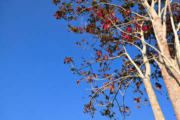 Bright blue sky and trees with leaves changing color/ with copy space