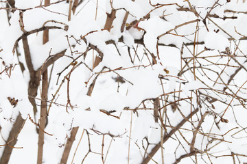 Winter in the city. Trees in the snow. White background