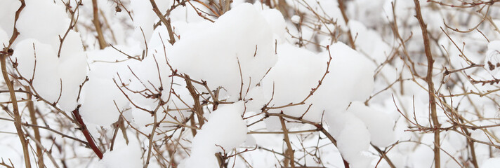Winter in the city. Trees in the snow. White background