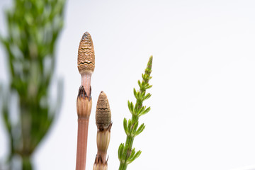 つくし　ツクシ　スギナ　杉菜　白い背景